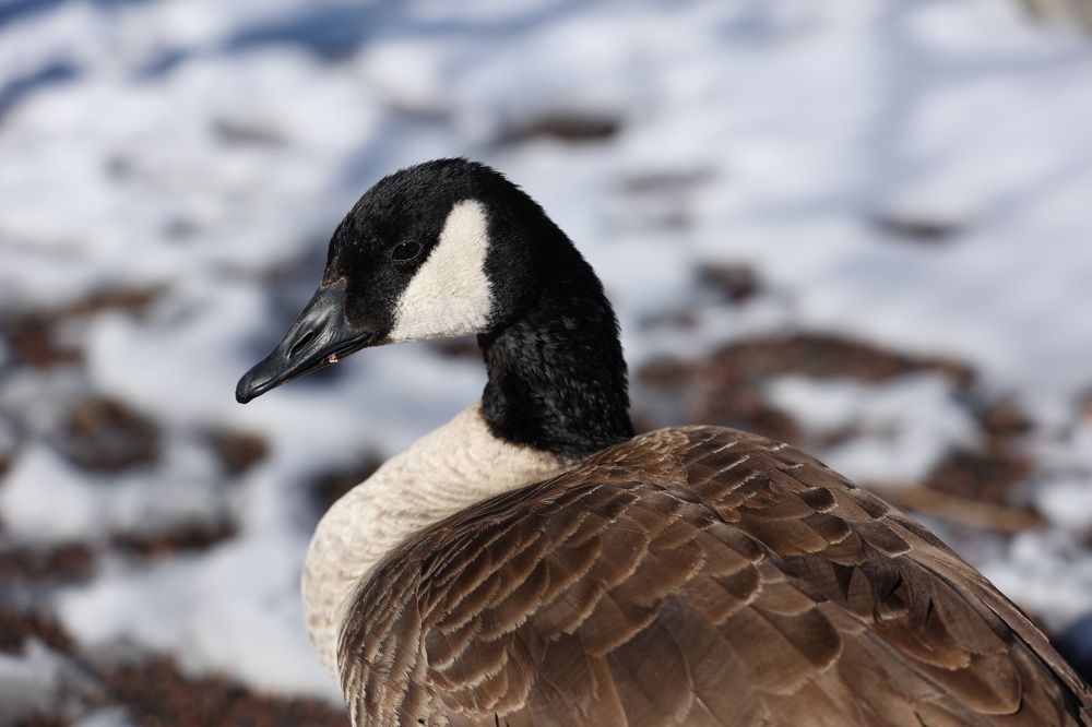 Фотография автора Viktar Hutyrchyk