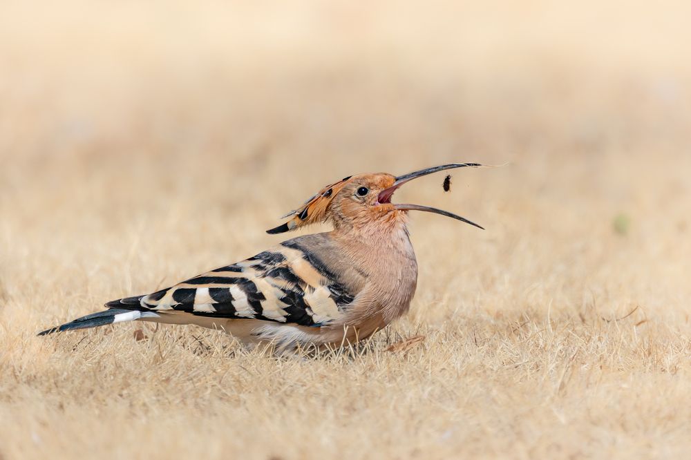 Hoopoe