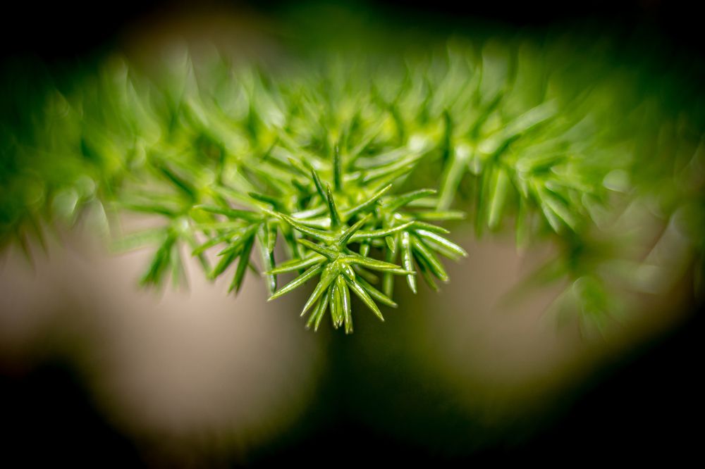 Photograph by Алексей Афанасьев