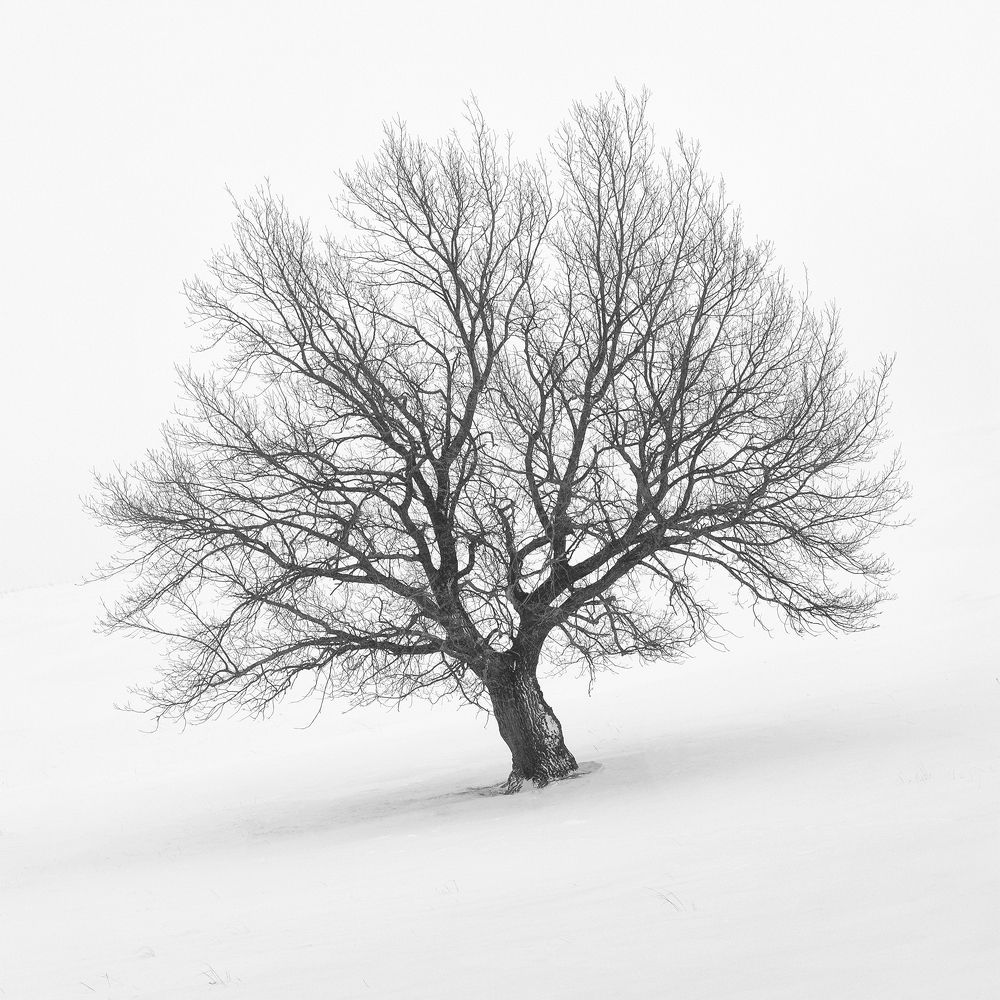 Photograph by Бирюкова Татьяна