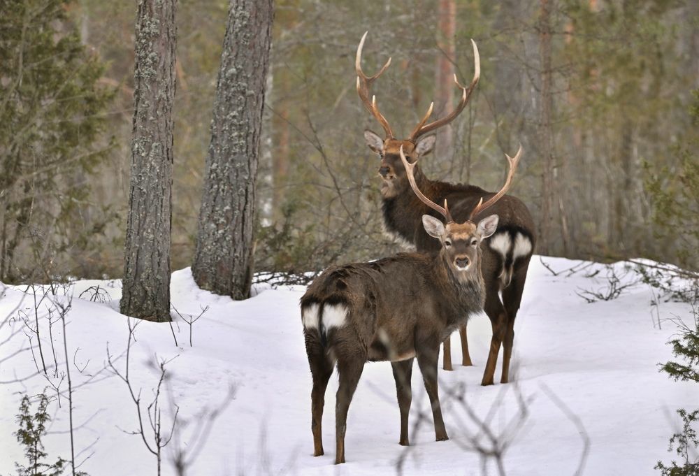 Photograph by Анатолий Андреев