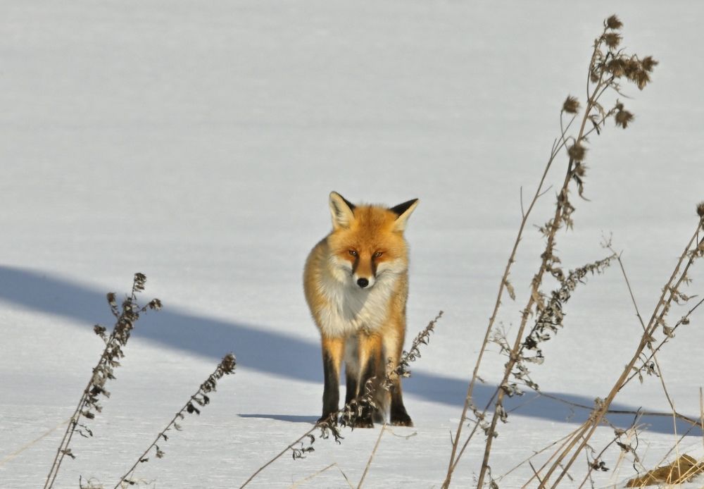 Photograph by Анатолий Андреев