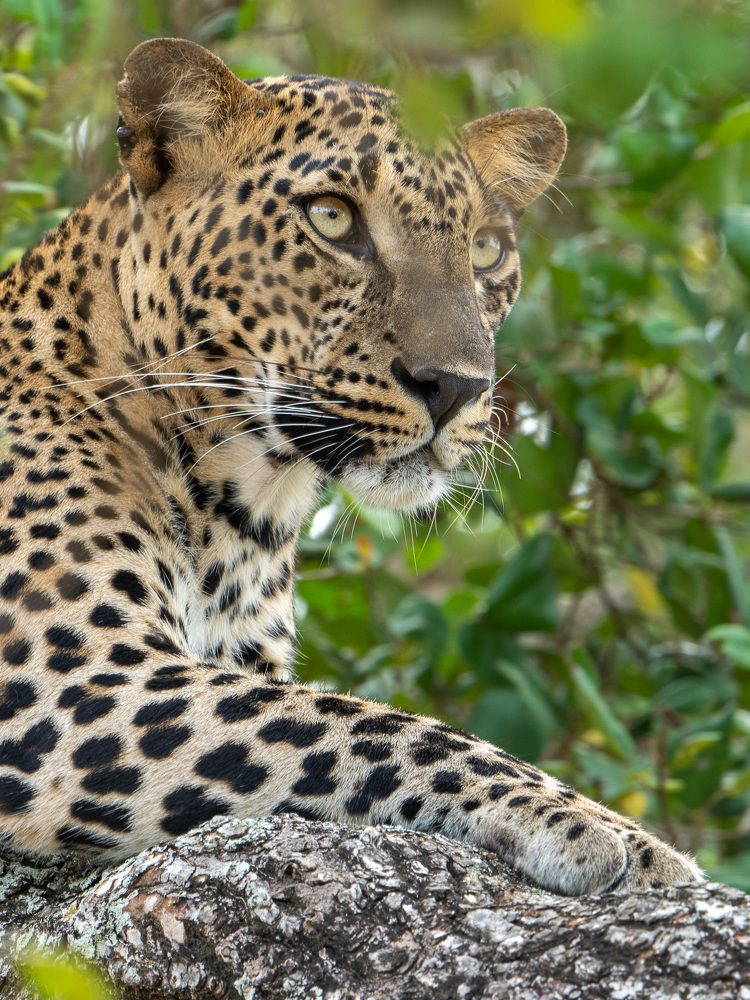 Photograph by Umesh Ranasinghe