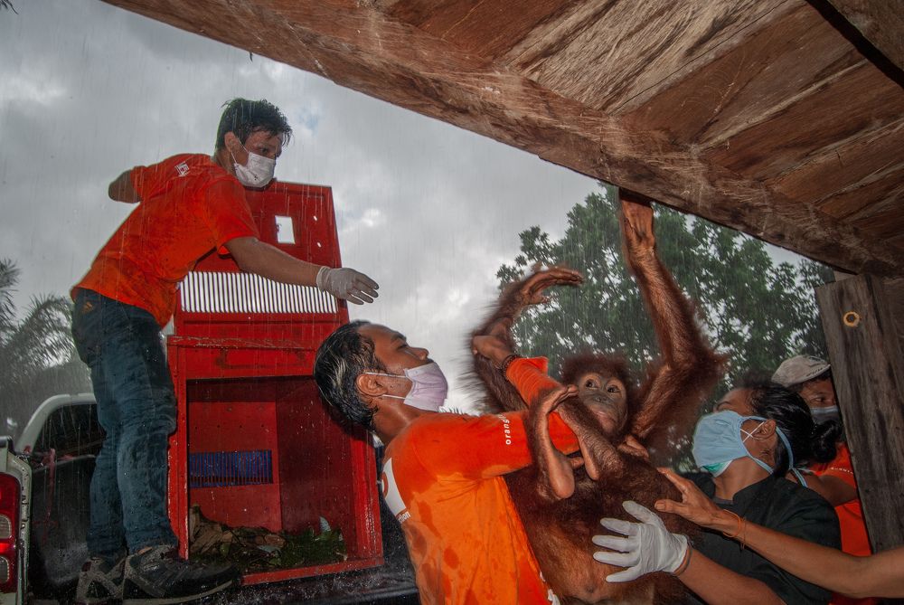 Orangutan Rescue