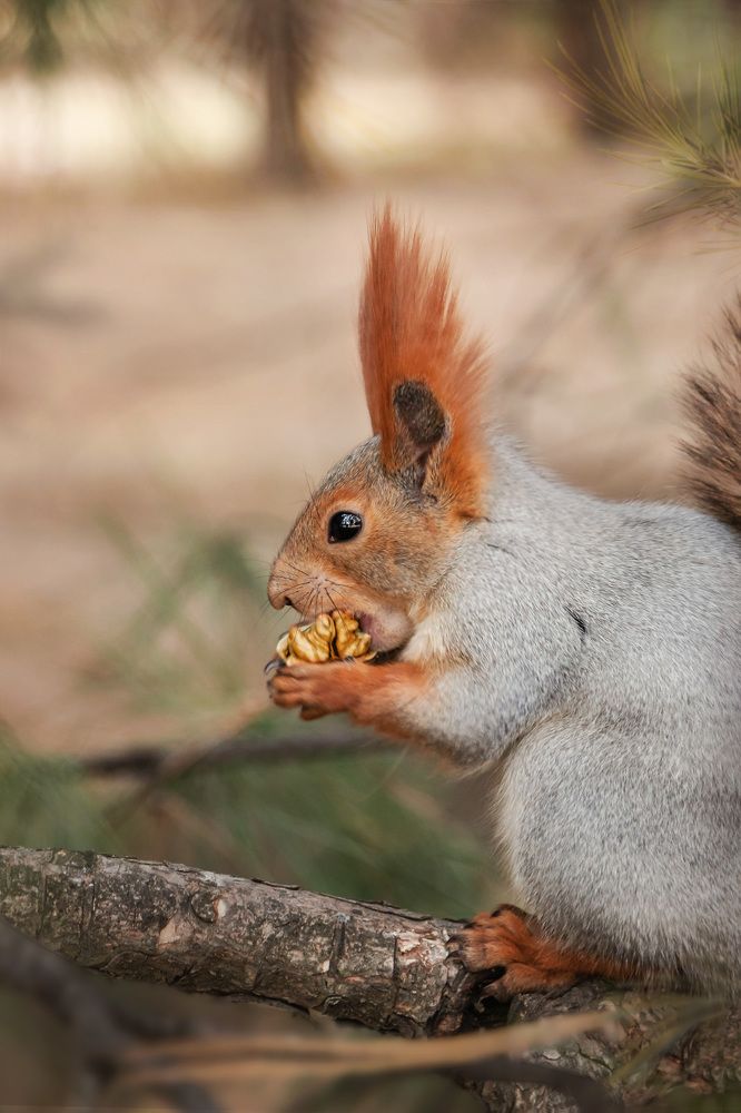 ОРЕХИ, Моя ПРЕЛЕСТЬ!!! NUTS, My DARLING!!!