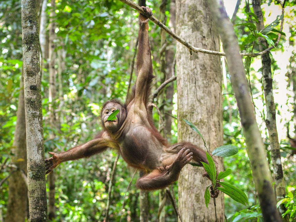 The Nature's Athlete