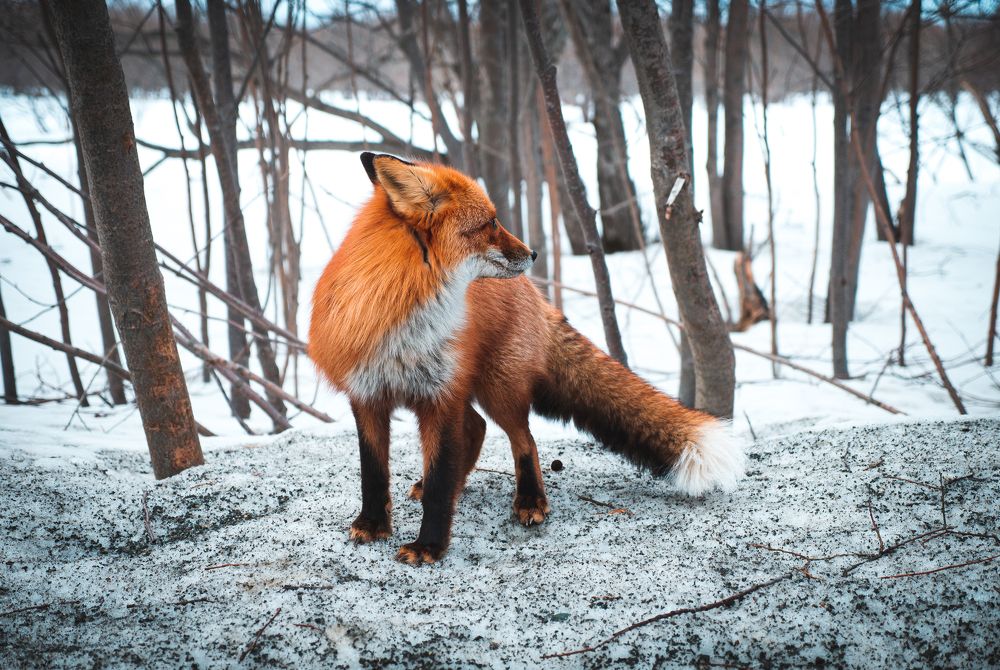 Фотография автора Антон Сандалов