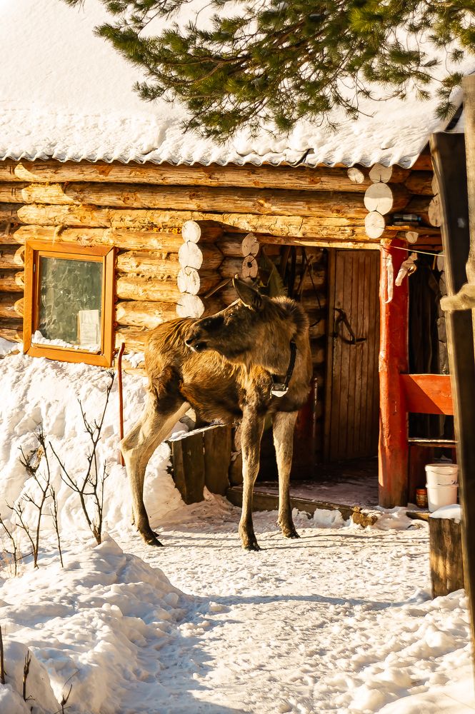 Лесной гость