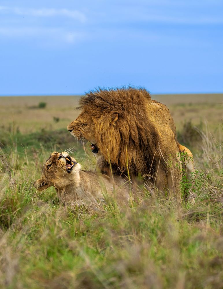 Фотография автора Rajharsha Narayanswamy