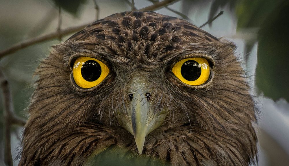 Photograph by Nishane Damien