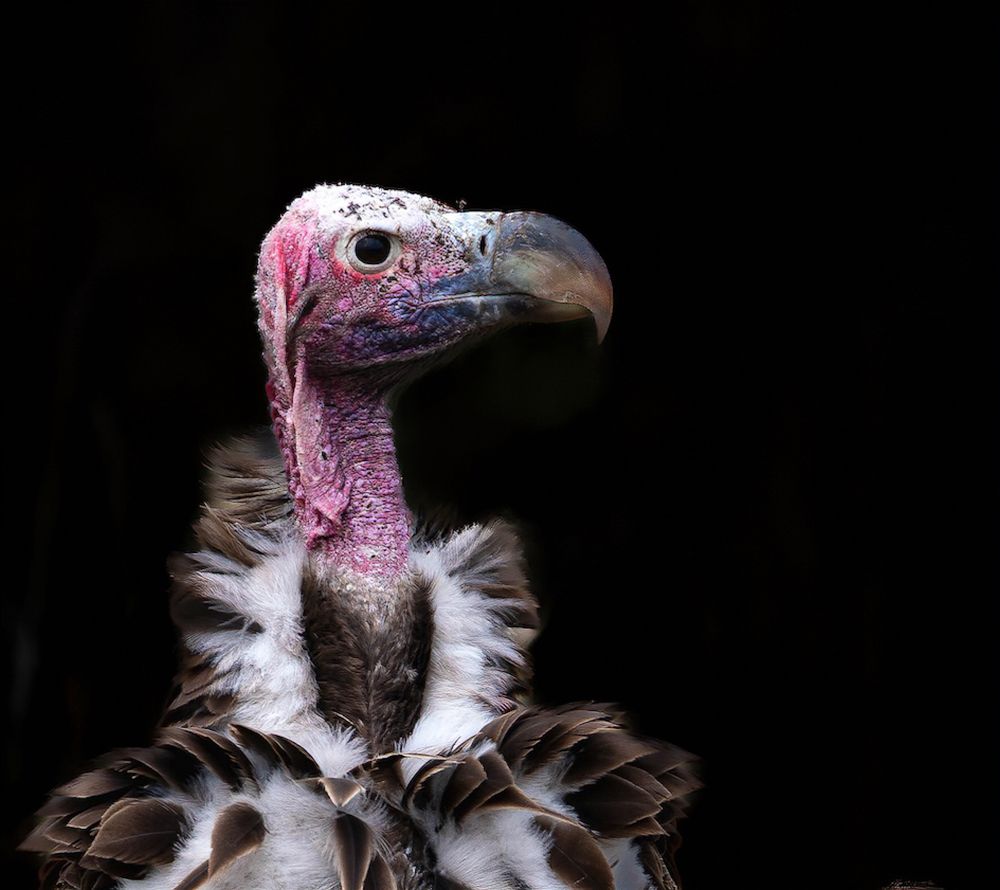 Фотография автора Rajharsha Narayanswamy