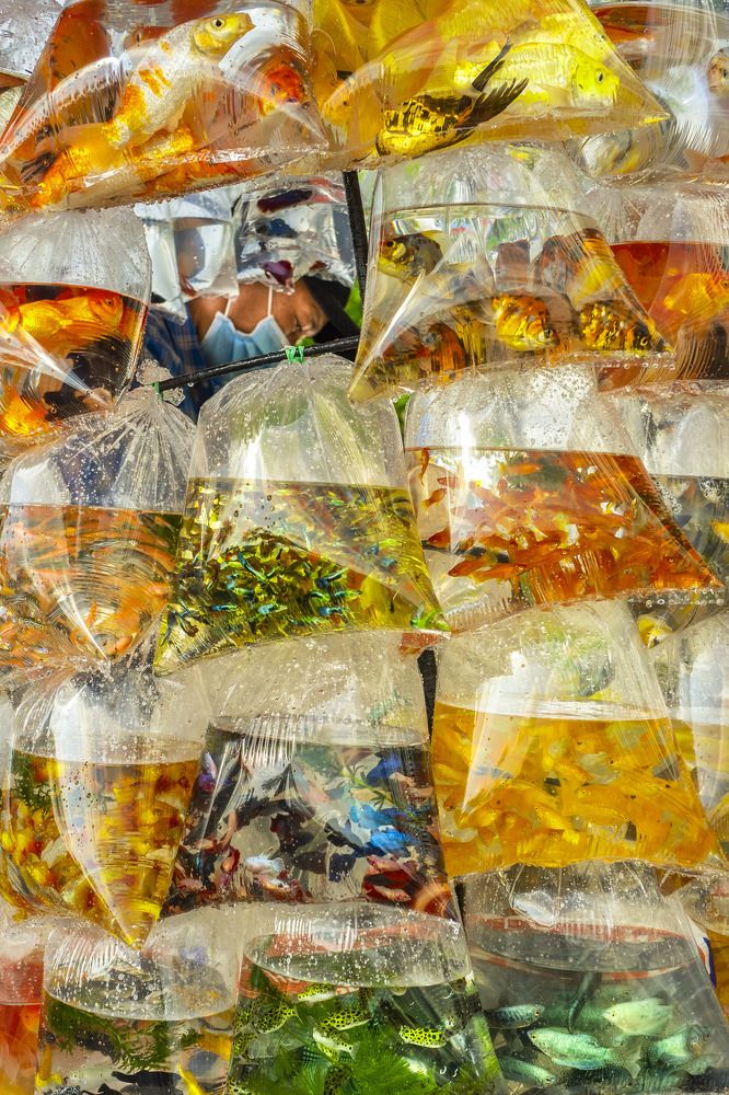 ORNAMENTAL FISH SELLERS