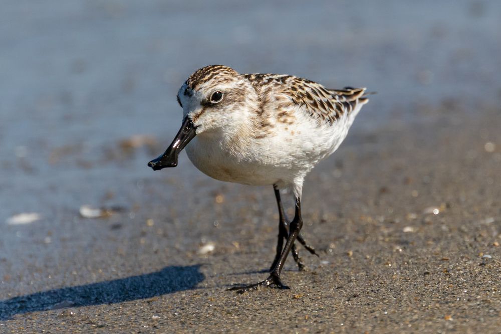 Spoon-billed Sandpiper
