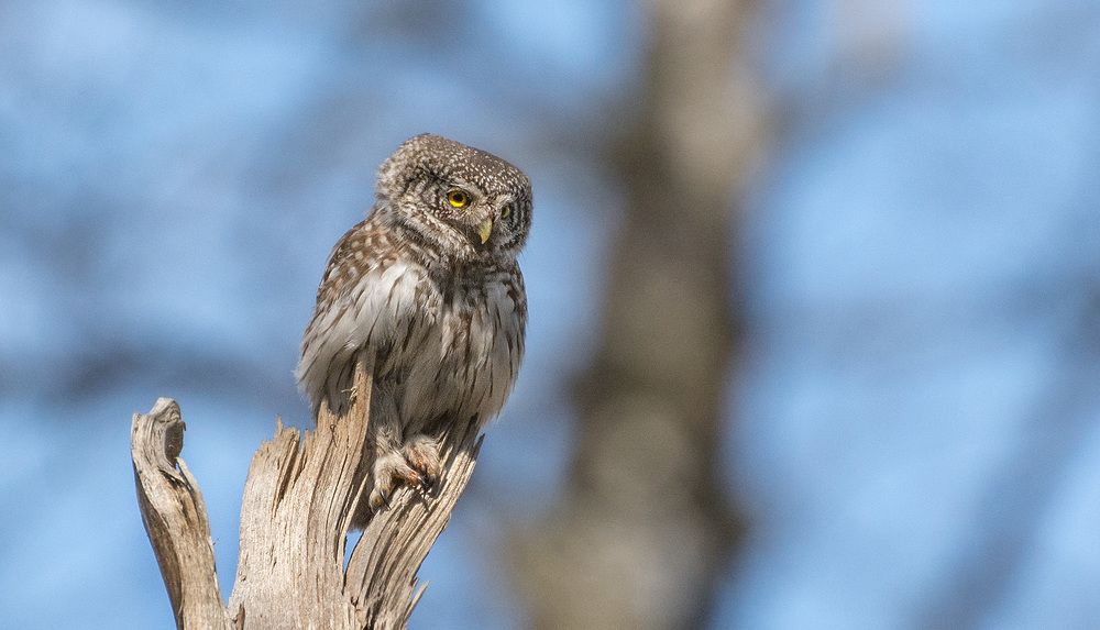 Высоко сижу- далеко гляжу...