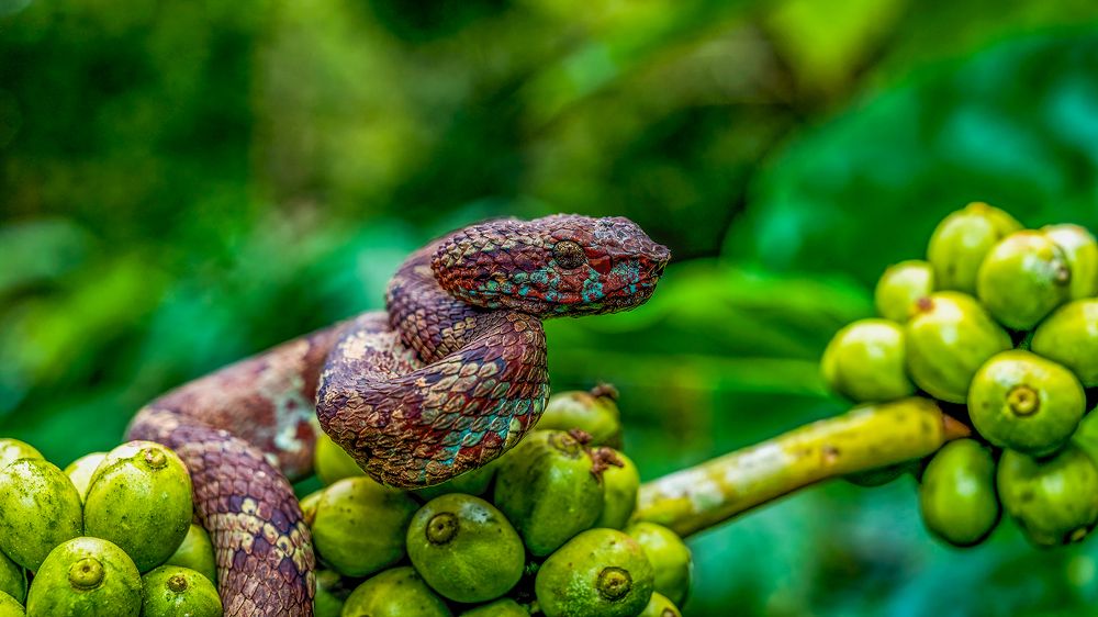 Photograph by Sayan Chatterjee