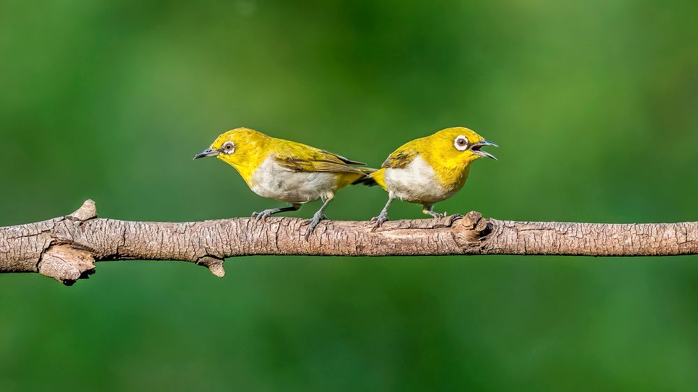 Photograph by Sayan Chatterjee