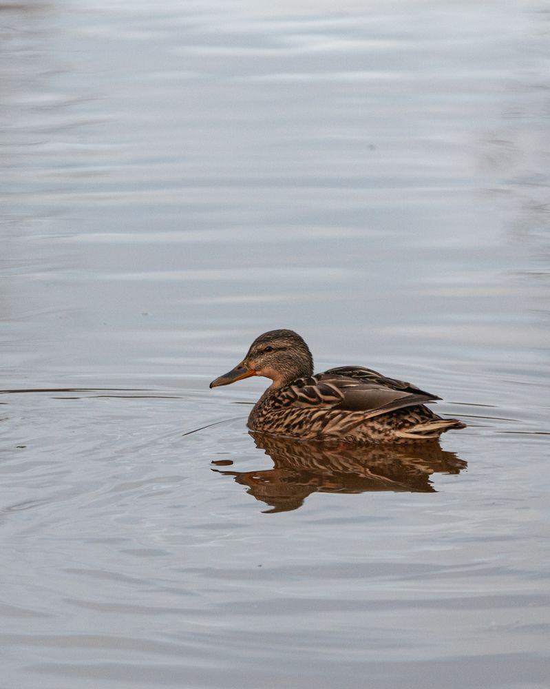 Photograph by Динара Зуйкова