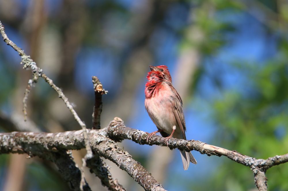 Photograph by Михаил Косяк