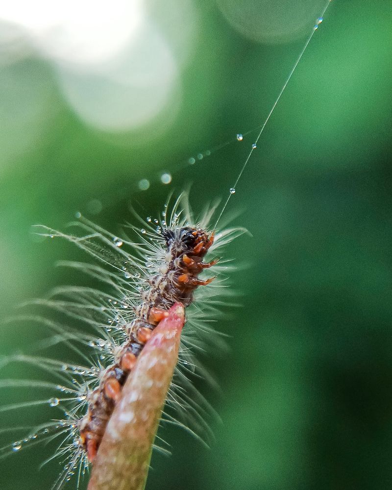 Photograph by Anagha Peethambaran