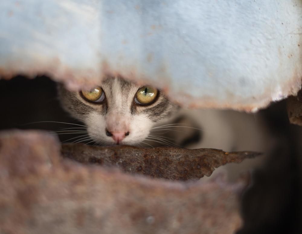 Photograph by Нина Тарашкевич