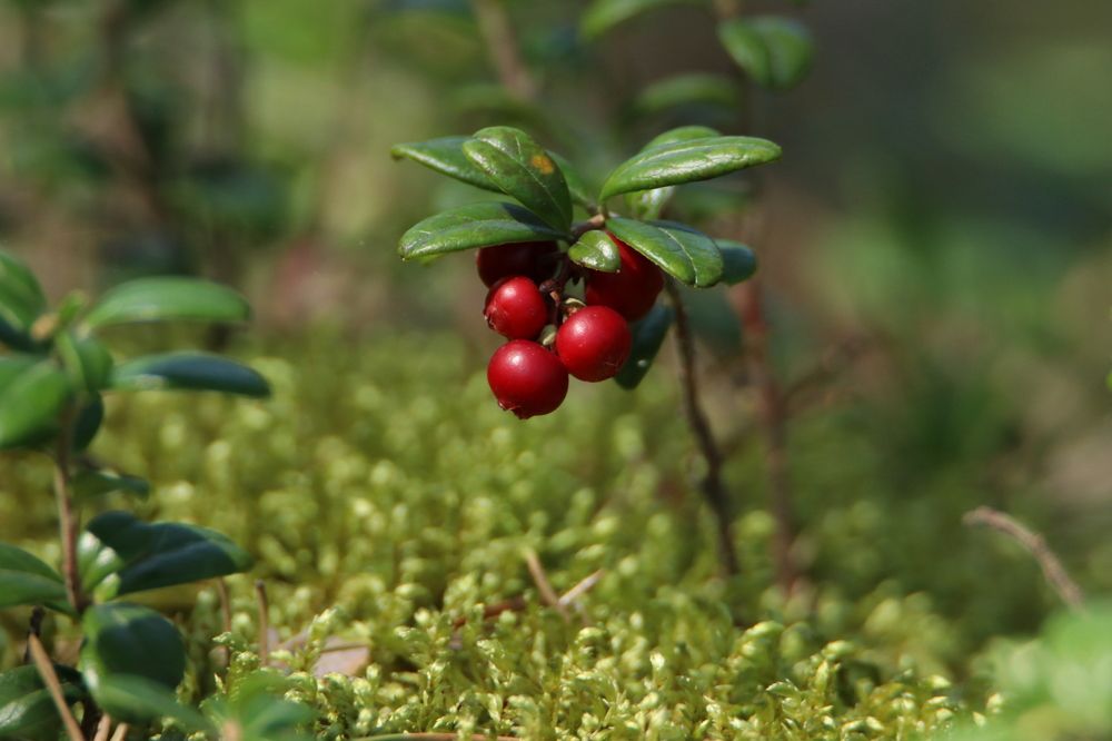 Photograph by Михаил Косяк