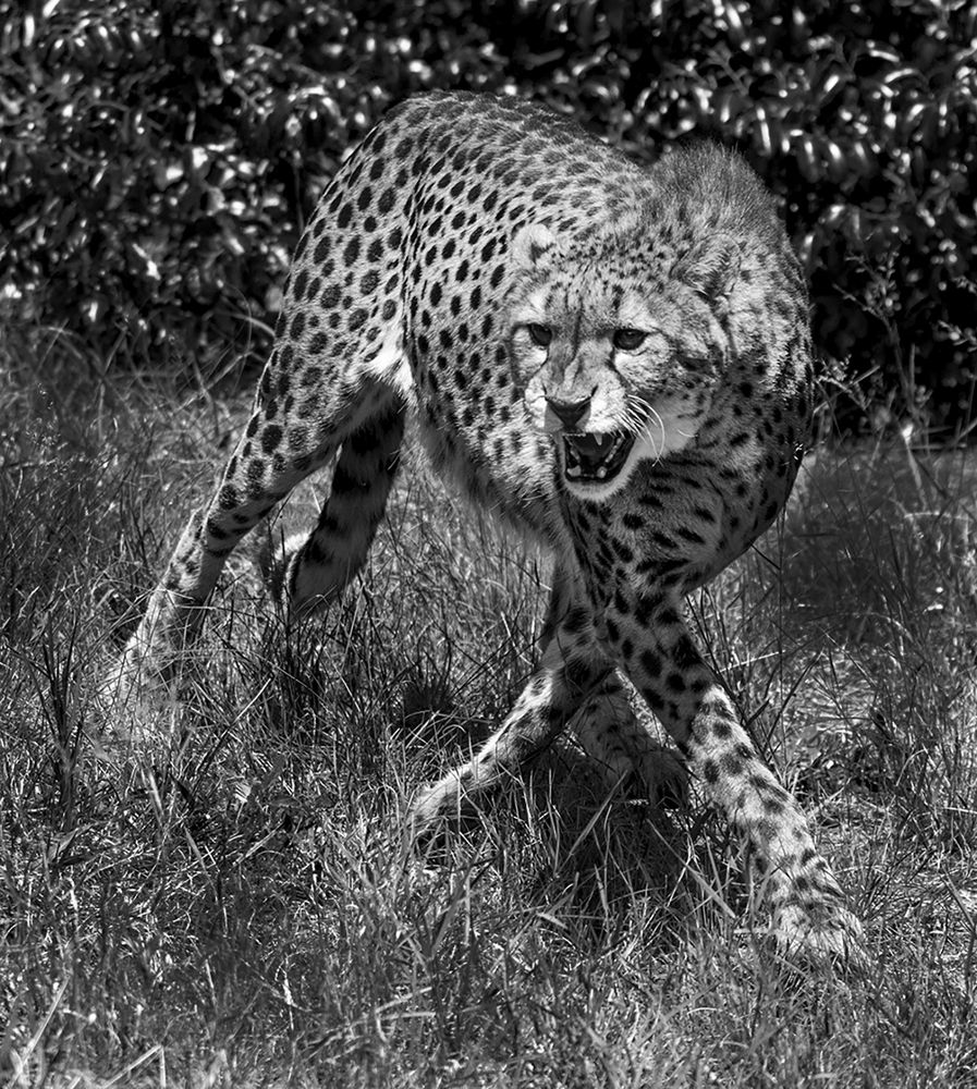 Фотография автора David Botha