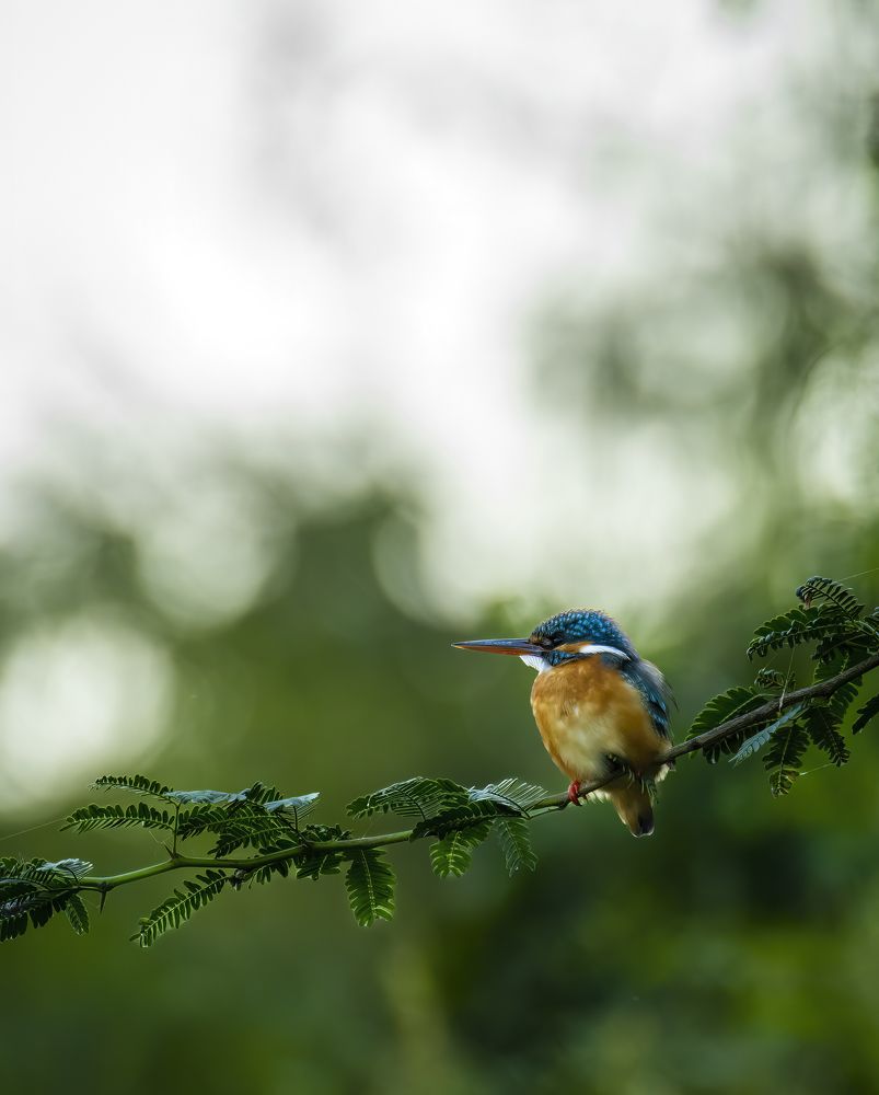 Фотография автора Sandip Mondal