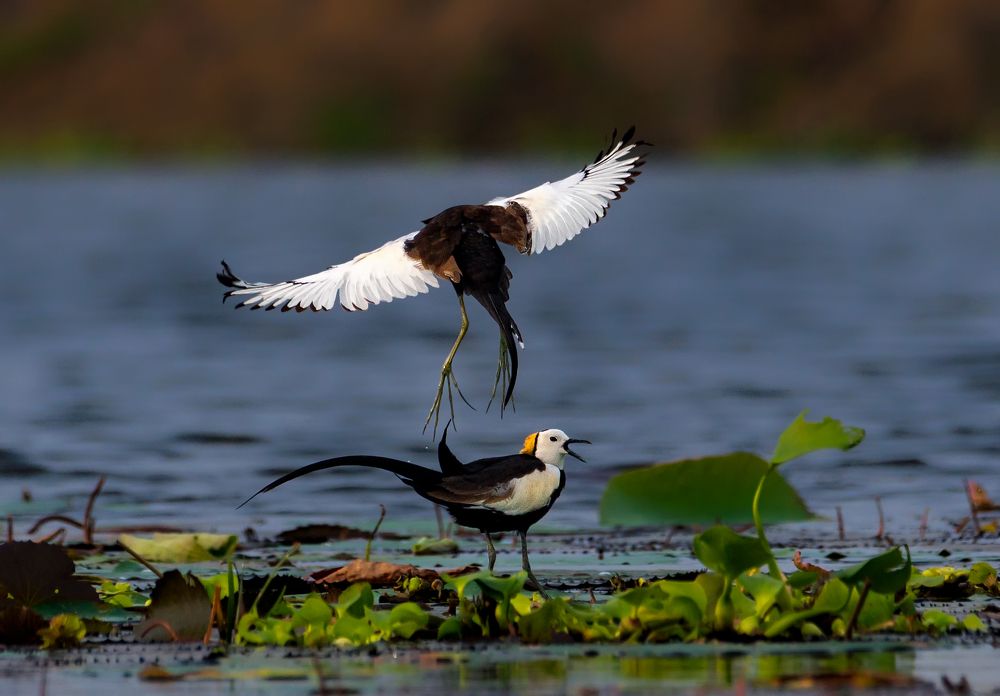 Photograph by  Sutapa Deb