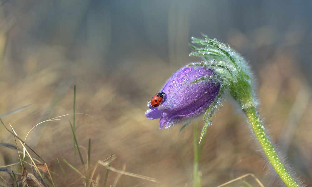 Фотография автора Анатолий Зверев