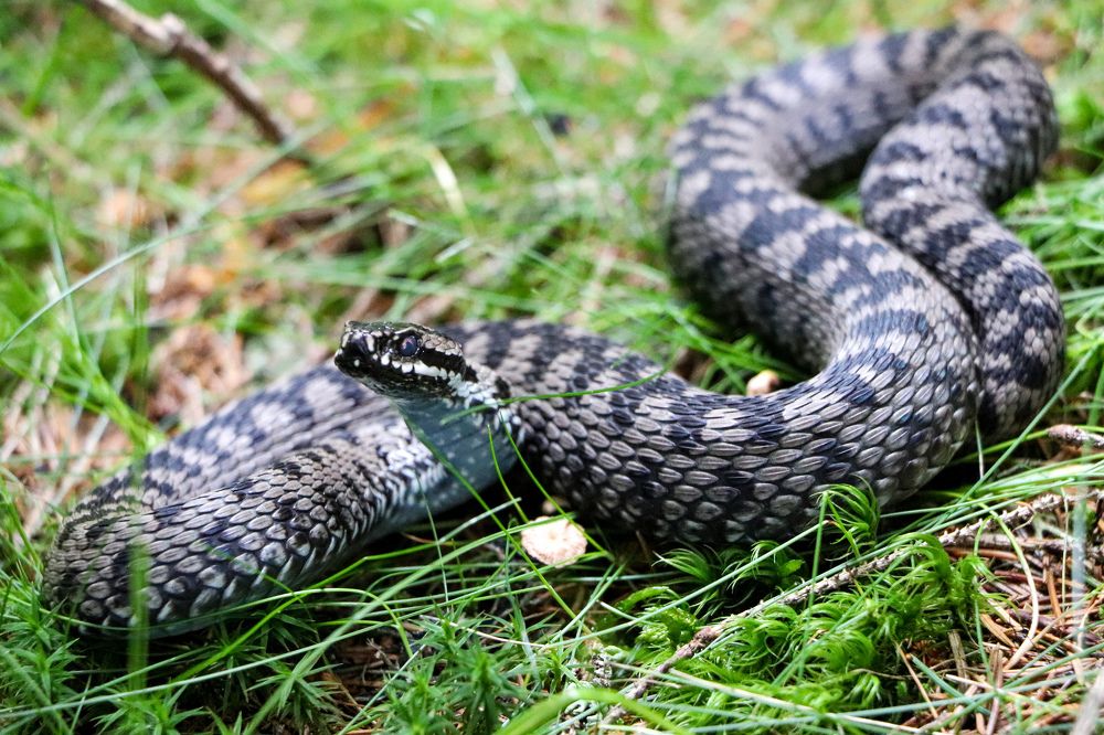 Photograph by George Alexandru Ghiuro