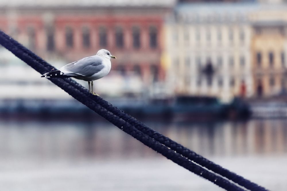 Photograph by Игорь Майоров