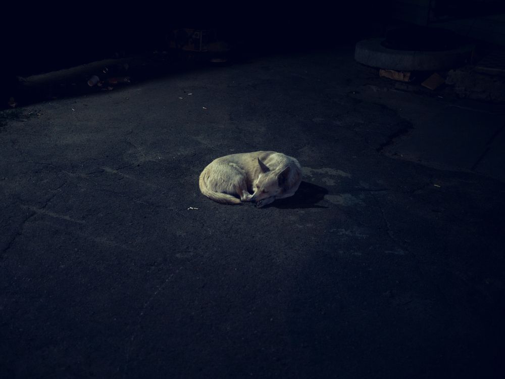 Dogs of south