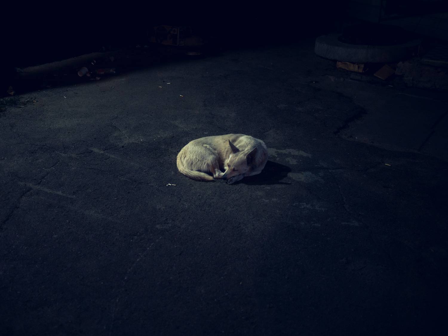 Dogs of south