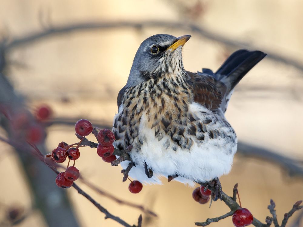 Photograph by Алексей Прокопенков