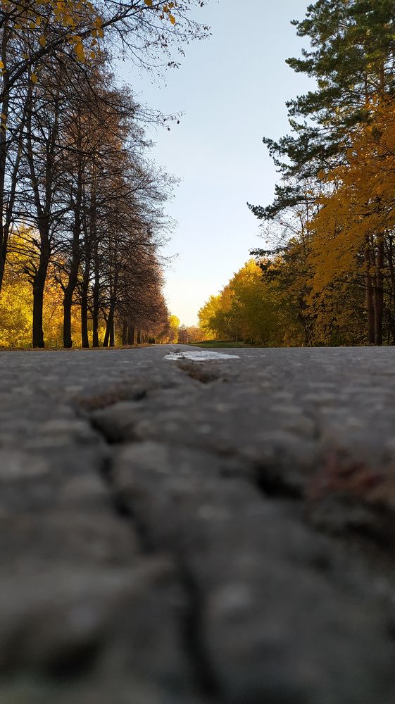 Дорога в осень.