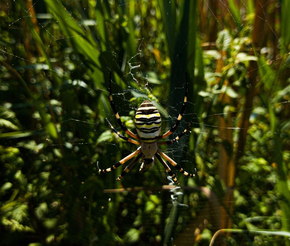 Wasp spider