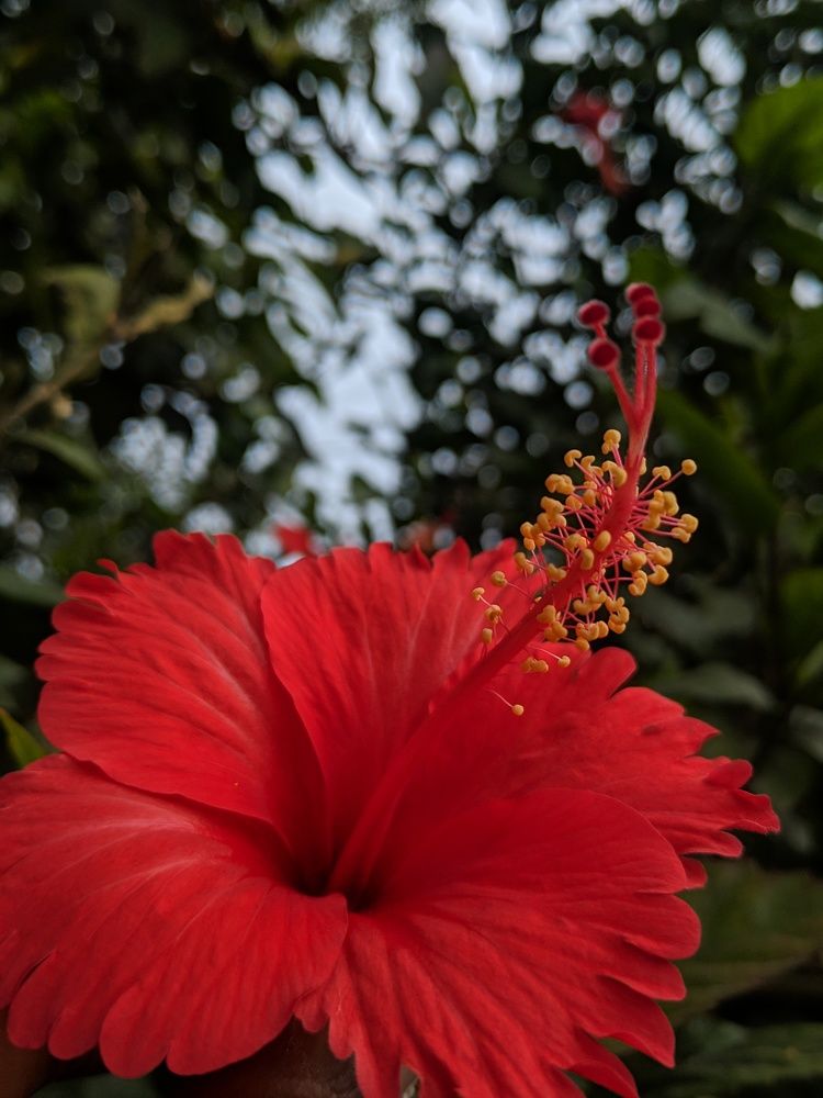 Photograph by MOSIKKEERAN M