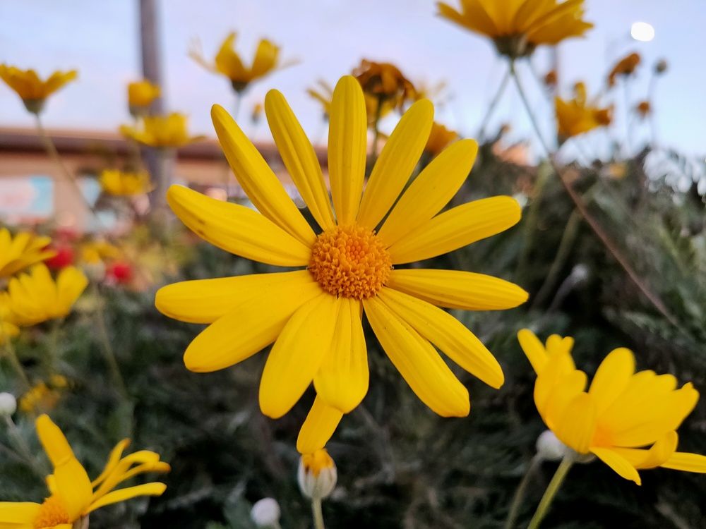 Photograph by OMAR Mourtagy Helal