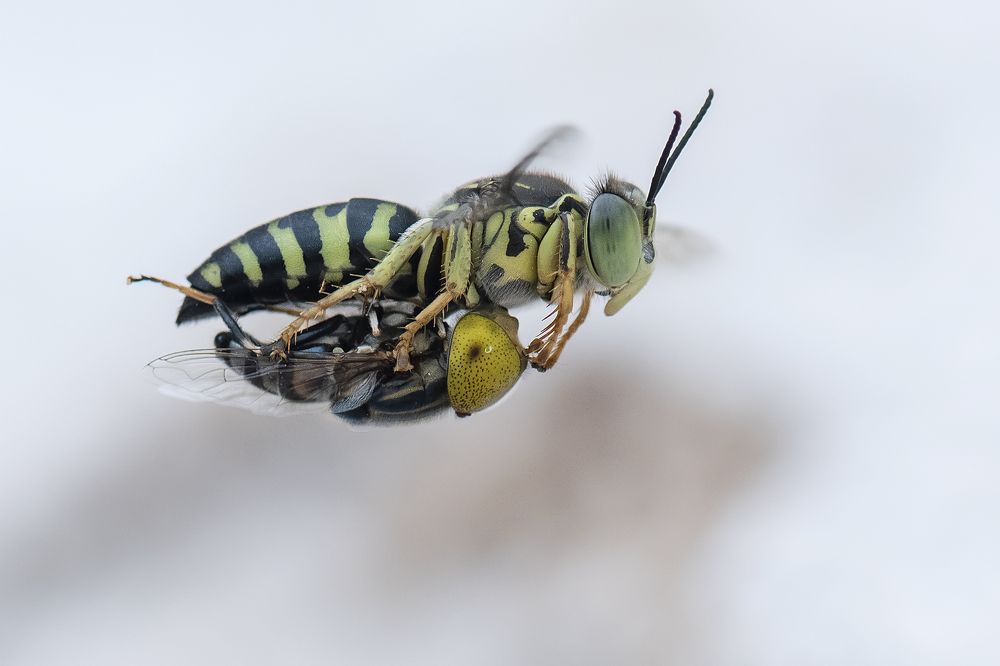 Photograph by Niin Abe