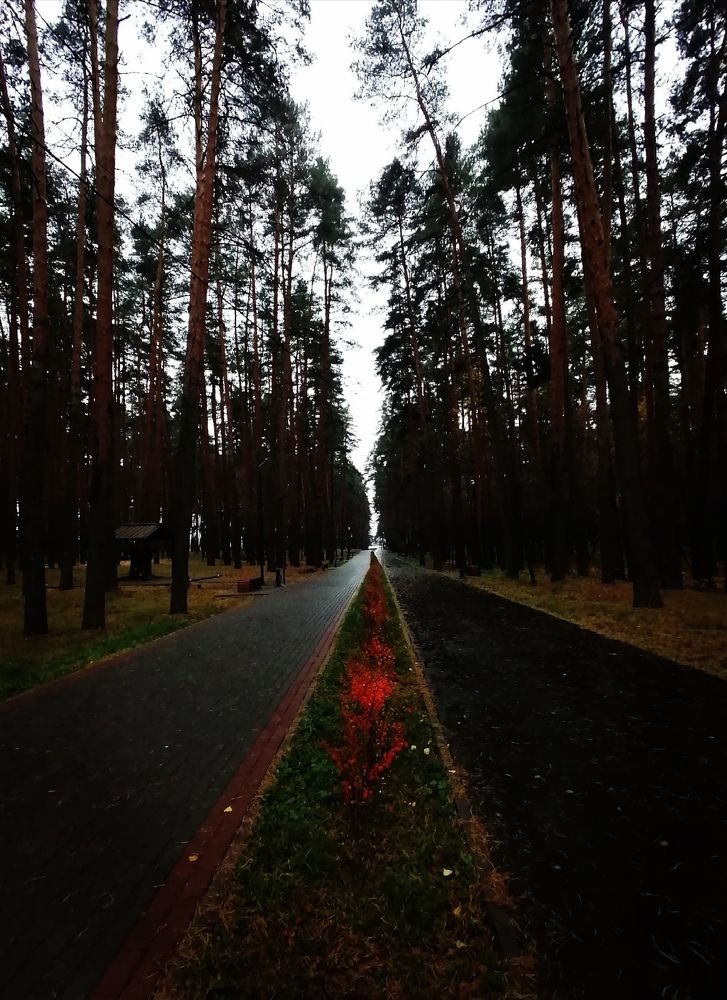 Photograph by Ксения Туваева