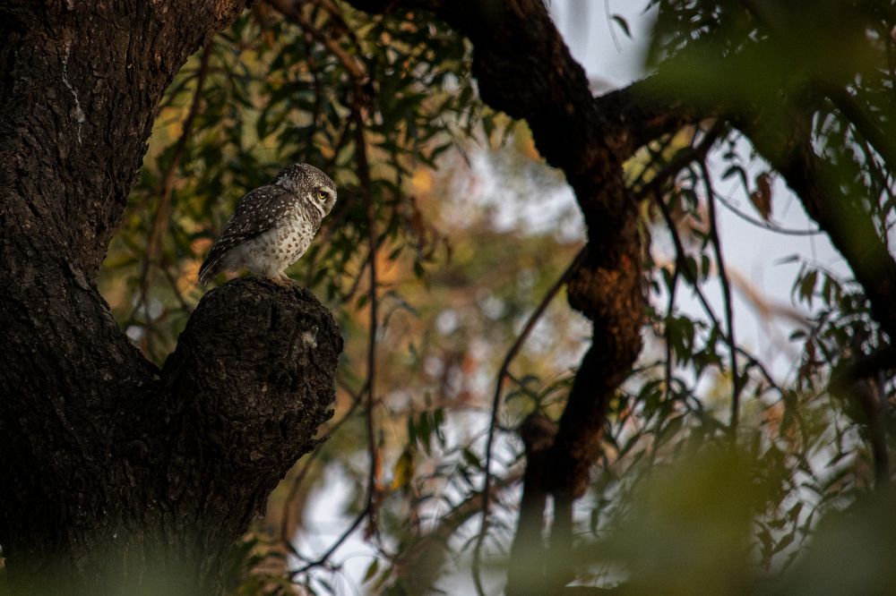 Spotted Owlet