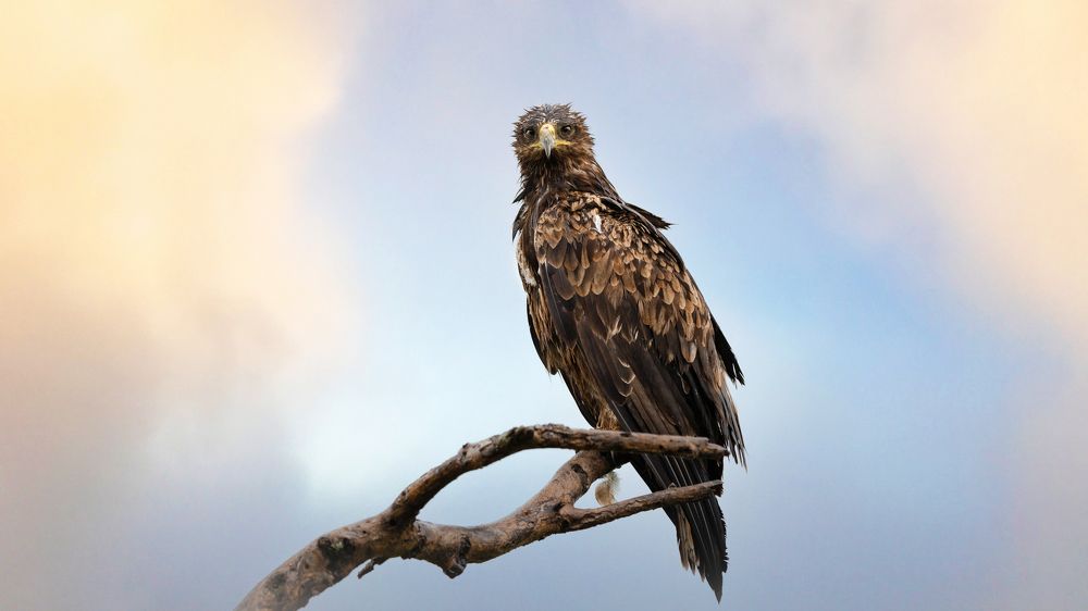 Photograph by Artem Khazov