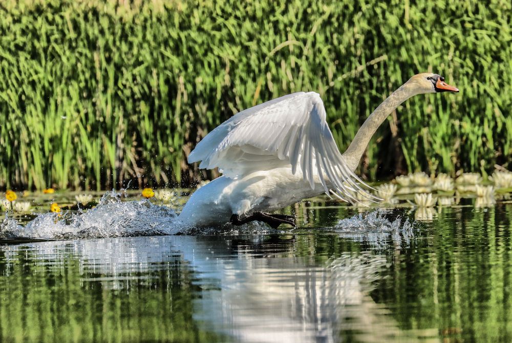 Photograph by Юлия Черкасова