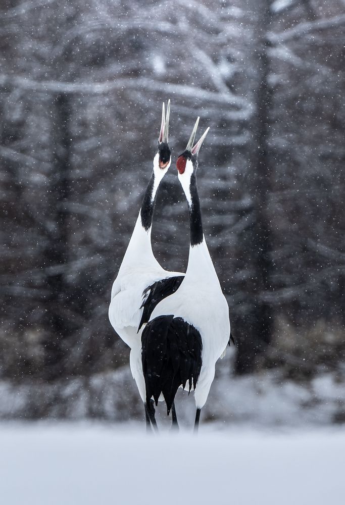 Cranes on a Snowy Day