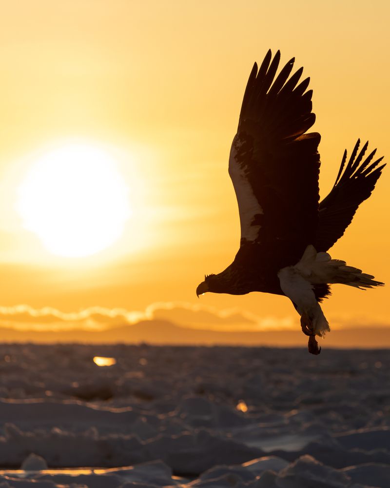 Eagle flies toward an ice floe