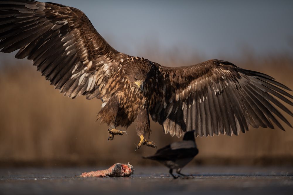 I left something here...