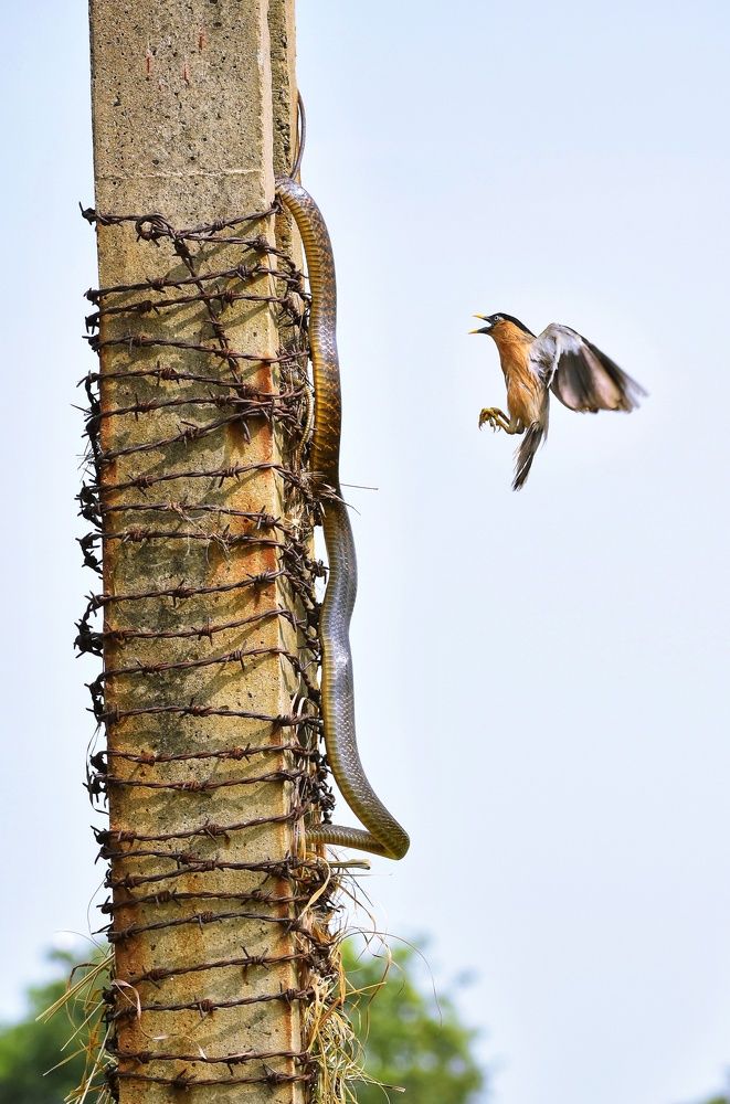 Photograph by Roshan Dhotre