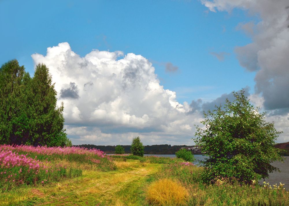 Иван-чай и летний день!