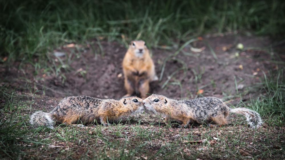 Photograph by Дмитрий Синичев