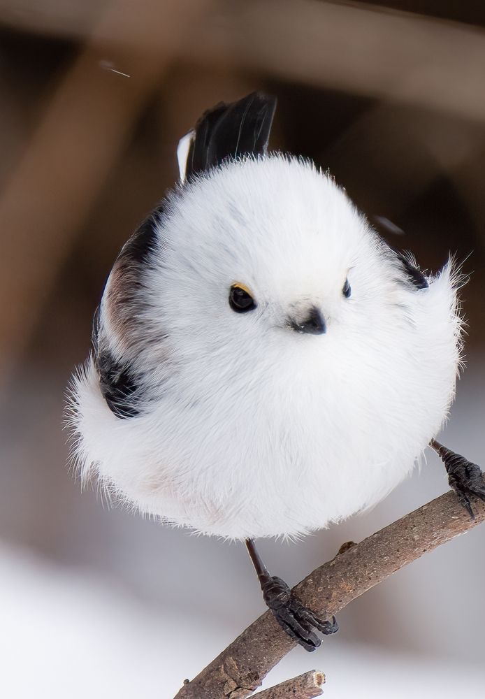 Photograph by shintani yu